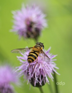 Epistrophe grossulariae, female, hoverfly,  Alan Prowse